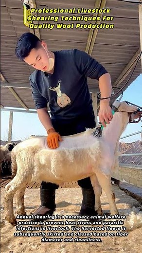 Professional Livestock Shearing Techniques For Quality Wool Production