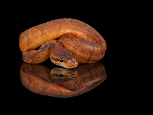 Snake Bytes TV - Cool Baby Ball Pythons! SnakeBytesTV