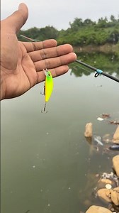 Yellow MINNOW refuses to take a break from GASSPOOL #fishing #goodfishing #fishing