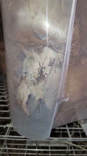 treating a prolapse chicken vent part 1 #chicken #homesteadmedical #animalcare