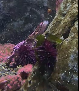 88 reactions | Sea urchin snack time  | Seattle Aquarium | Facebook
