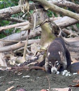 Un Coati depredando un nido de tortugas. | Surcos Tours - Costa Rica