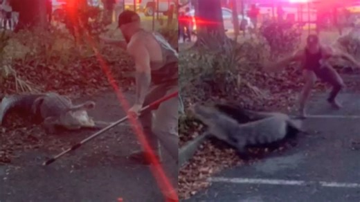 Viral Video | Brave Man Tussles Dangerous Alligator, Moment Caught On Camera Shocks Netizens