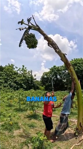 "Why Are Banana Trees Cut Down Immediately After Bearing Fruit?"