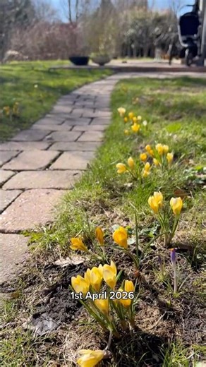 Why my crocus path was a semi bad idea #spring #gardening