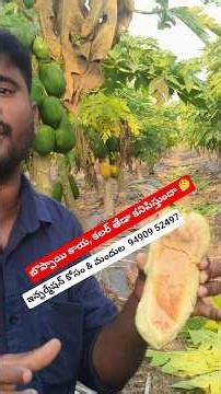 Does papaya lose its #color????