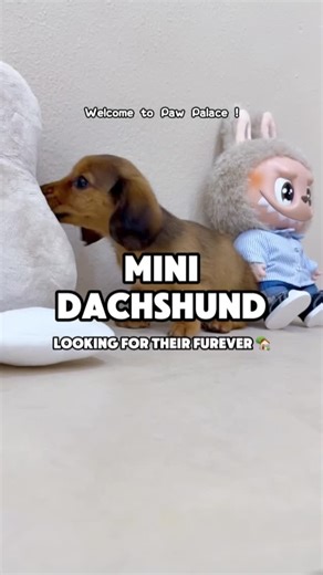 Mini Dachshund ⸻ Mini Dachshunds may be small, but their personalities are HUGE! 🐾 With their long bodies, brave hearts, and adorable floppy ears, these little explorers are loyal, curious, and full of spunky charm. Clever, cuddly, and always ready for an adventure (or to burrow under your blanket), Mini Dachshunds bring endless laughs, love, and sass in the cutest tiny package! ❤️🐶 #pawpalacesg #minidachshund #dachshund #dachshundsofinstagram #sausagedog #sgpuppy #sgpuppies #sgdogs #dogsofins