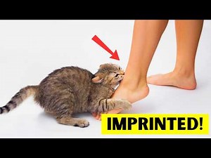 14 Signs Your Cat Has Imprinted on You