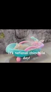 Snowflake the chinchilla taking a dust bath! | Zoozort Live Animal Programs