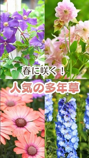 Popular perennials that bloom in spring [April and May] #Gardening #Perennials #Perennials #Sprin...