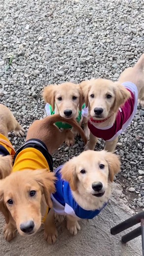 POV: You Just Met 10 Golden Retriever Puppies — Why Golden Retrievers Are the Best 🐶