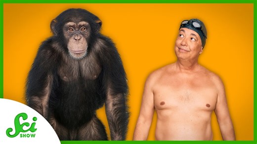 Why are we so much chubbier than other apes?