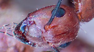 Quick And Dirty Microscope Motion Control For Focus Stacking