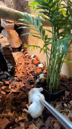 My Snake Shows How Sneaky She Really Is! 🤩🐍 #snake #shorts #animals