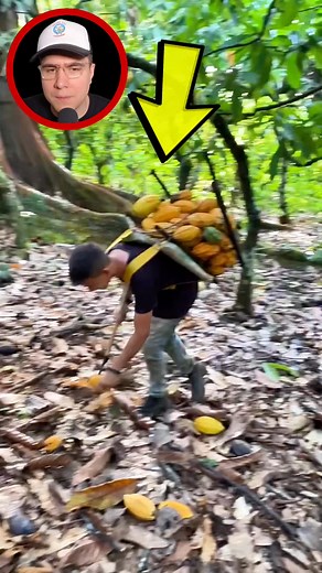 Fruit Picker #storytelling | Davis Facts