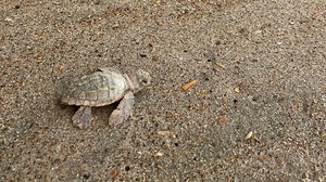 Wow! White loggerhead sea turtle hatches on Cape Hatteras National Seashore