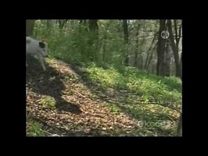 Wishbone: Golden Retrieved Part 2