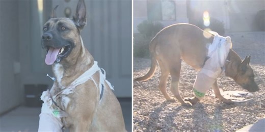 ‘He didn’t deserve that’: Dog allegedly shot by convicted murderer