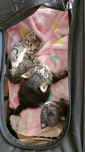 34K views · 6.1K reactions | Sharing the first video we took of this sweet litter to share that they are all together again  You all know we lost Rosie to panleuk last week, I'm heartbroken to share that Tonya and Donna joined her this weekend. They were being closely monitored and given the best care but it was just too much for their little bodies. I'm sorry their journey ended so abruptly but they were cared for and loved while they were here. | Abdul's Cats | Facebook