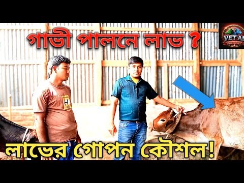 খামারে লাভ চান? গাভী পালনের গোপন টিপস যা সবাই জানে না! Cow Farming Tips No OneTells You!
