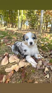 The little blue Merle male is also already placed, just sharing away 🥰🐾 | Peaceful Creek Aussies