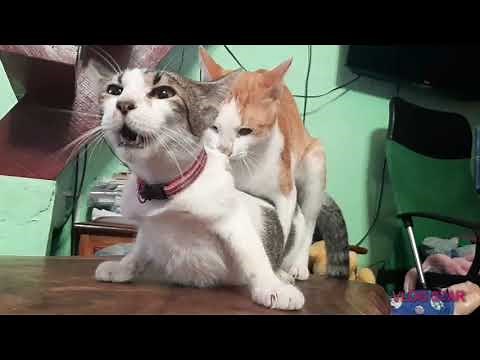Mating Cats