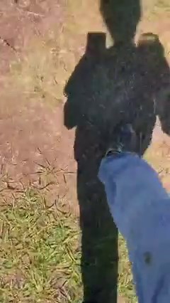 Ryan the Gosling is my velcro goose, very predictable! #ryanthegosling #geese | Knuckle Bump Farms