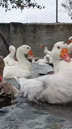 I Can’t Stop Watching This Geese 🪿😍 #Goose #Shorts #birds