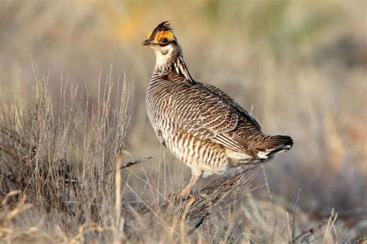 Trump administration ends protections for rare dancing prairie bird