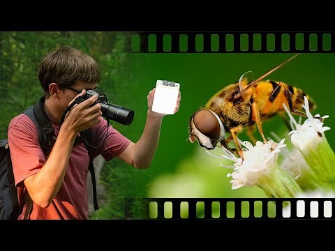 My Best Tips for Macro Videography