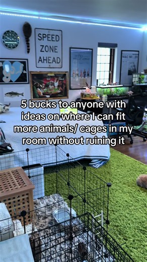 Where to Fit a New Pet Cage in My Room