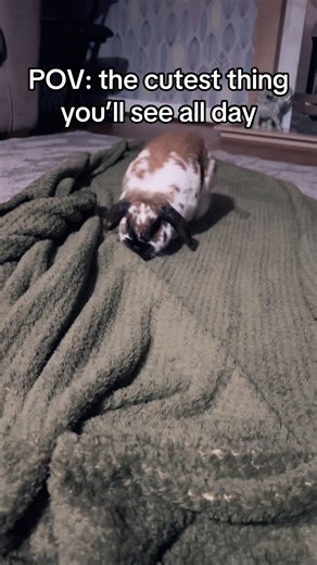The flop at the end 🥹 #rabbit #bunny #cute #flop