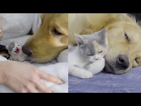 ゴールデンレトリバーに育てらた子猫が大きくなったらこうなりました。