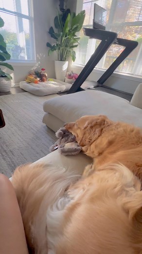 12 reactions | My pretty baby…. always by my side and always with his toy. He’s basically my furry little bodyguard with a squeaky sidekick! he’s too cute! hahaha | Joyce Gan | Facebook