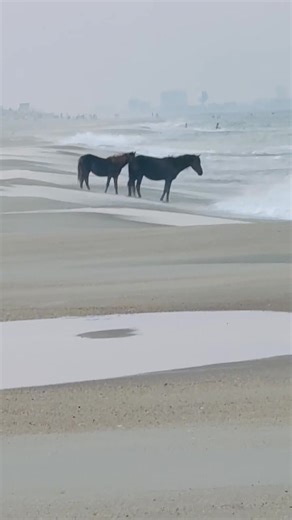 Ponies in the surf on Assateague Island, Maryland. During the summer, the wild horses often head to the beach to cool off and escape the heat and biting insects. They use the ocean breeze and salt water for relief the same way we do. 📸 Please remember to stay at least 40 feet away and never feed the ponies — it keeps them safe and wild. ❤️ Like, follow, and share to help raise awareness for the Assateague ponies 🐎 | James Werner