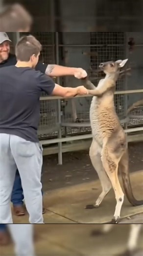Angry Kangaroo 😳 Dangerous Fight Mode #animalinformation #trendingreel #animalfacts #animals