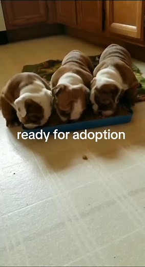 Yorkie puppies for adoption on TikTok