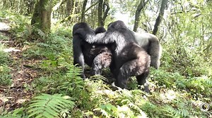 This is FASCINATING. Check out this gorilla behavior! 🦍 As Pablo's group is on the move, watch female Gwira "rump clinging" to Ubukombe, who then is also helping to carry Gwira's infant. This is a comforting, affiliative (social) behavior often observed during group movements. 📸 Alliance Umwizerwa | Dian Fossey Gorilla Fund
