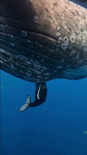 Their home is not our trash can. A heartbreaking reality in our beautiful oceans. 💔🐋