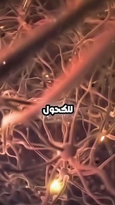 كل رشفة كحول... تخدعك بالسعادة وتسرق منك صحتك بصمت. هل تعلم أن الكحول يبدأ بتدمير الكبد من أول كأس؟ يُضعف ذاكرتك يُسبب تلفًا في خلايا الدماغ يرفع خطر الإصابة بالاكتئاب وأمراض القلب يخلّ بتوازن الهرمونات ويضعف جهاز المناعة والمصيبة؟ أن الأثر بيبقى حتى بعد الإقلاع... رسالة أبقراط: الصحة قرار… والوعي هو أول خطوة نحو النجاة. اختر الحياة، مش لحظة ندم. #أبقراط #HippocratesAI #أضرار_الكحول #توعية_صحية #ReelsViral #NoToAlcohol #HealthAwareness #صحتك_حياتك #MedicalTruth #PublicHealth #دماغك #هل_تعلم | أب