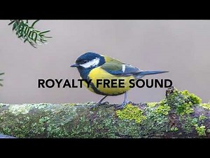 Birds Chirp - Royalty Free Sound Effect