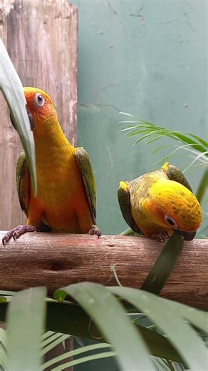 I Only Wanted One Bird… Then This Happened #birds #parrot #pets #petbreeding #birdbreeding #conure