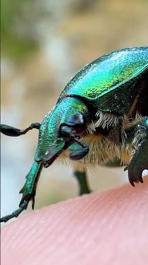 Croatia - Insects, Arachnids and Myriapods