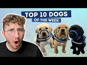 These Service Dogs are Tiny and Talented | Top 10 Dogs of the Week!