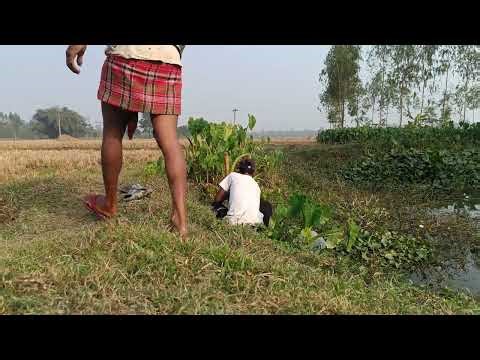 Village fishing vedio| #bengalbeauty #fishing