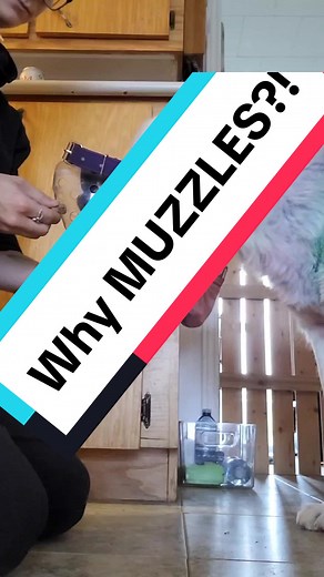 Why I Muzzle My Dogs: Preventing Scavenging and Reactivity