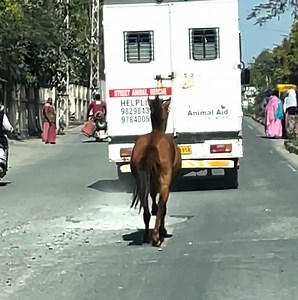 750K views · 15K reactions | This horse is so worried about his friend in the ambulance!  Credit: Newsflare | Hefty.co | Facebook