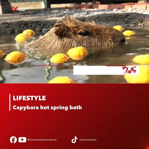 Visitors can watch capybaras enjoy Yuda Onsen’s hot springs in western Japan, now through 6 January. #Capybara #YudaOnsen #Yamaguchi #HotSprings #VietnamToday | Vietnam Today