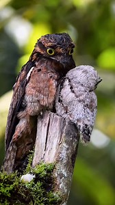 Common Potoo family | Wild World | Facebook