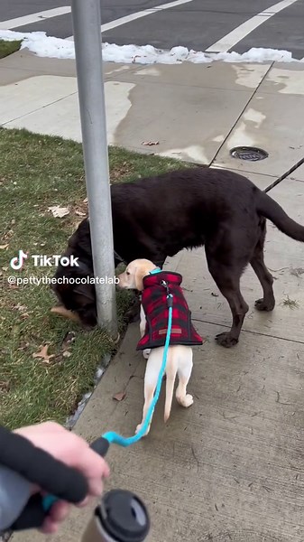 🐿️ ##fyp##foryou##viralvideo##viral##puppy##puppylove##labrador##dogsoftiktok##labpuppy